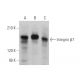 Integrin β7/ITGB7 Antibody (D-5) - Western Blotting - Image 346501 