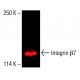 Integrin β7/ITGB7 Antibody (D-5) - Western Blotting - Image 414716 