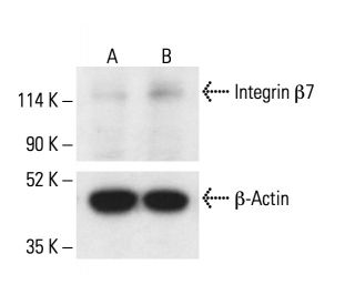 Integrin &beta;7/ITGB7 Antibody (LS722) - Western Blotting - Image 411783