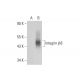 Integrin β8/ITGB8 Antibody (E-6) - Western Blotting - Image 314082