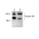 Integrin β8/ITGB8 Antibody (E-6) - Western Blotting - Image 382858 