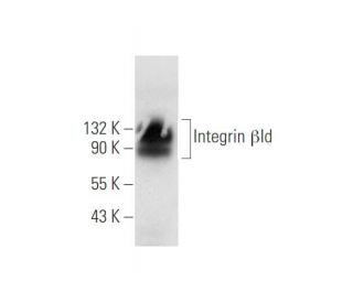 Integrin &beta;1d/ITGB1 Antibody (2B1) - Western Blotting - Image 67743