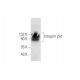 Integrin β1d/ITGB1 Antibody (2B1) - Western Blotting - Image 67743