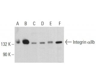 Integrin αIIb/ITGA2B/CD41 Antibody (B-9) - Western Blotting - Image 379369