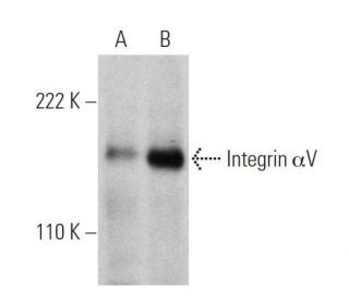 Integrin αV/ITGAV/CD51 Antibody (P2W7) - Western Blotting - Image 360639
