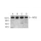 INTS2 Antibody (A-5) - Western Blotting - Image 333441