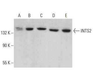 INTS2 Antibody (A-5) - Western Blotting - Image 376366 