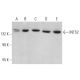 INTS2 Antibody (A-5) - Western Blotting - Image 376366 
