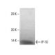 IP-10 Antibody (1) - Western Blotting - Image 136725