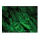 IP-10 Antibody (E-2) - Immunofluorescence - Image 149318