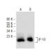 IP-10 Antibody (E-2) - Western Blotting - Image 148741 