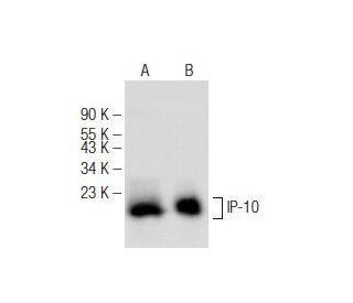 IP-10 Antibody (E-2) - Western Blotting - Image 148741Each CRISPR/Cas9 Knockout (KO) Plasmid product consists of a pool of 3 plasmids designed to ensure identification and cleavage of a specific gene for maximum knockout efficiency. Each plasmid encodes a unique 20 nt sequence derived from the GeCKO (v2) library. 