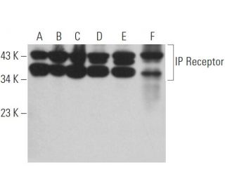 IP Receptor Antibody (B-3) - Western Blotting - Image 363627 