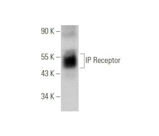 IP Receptor Antibody (G-7) - Western Blotting - Image 349051