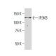 IP3KB Antibody (J-15) - Western Blotting - Image 33761