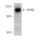 IP3KB Antibody (J-15) - Western Blotting - Image 368229 