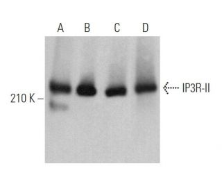 IP3R-II抗体 (A-5) | SCBIO - Santa Cruz Biotechnology