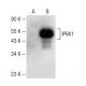 IP6K1 Antibody (A-10) - Western Blotting - Image 149662 