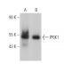 IP6K1 Antibody (A-10) - Western Blotting - Image 367232 