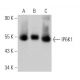 IP6K1 Antibody (A-10) - Western Blotting - Image 367565