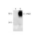 IP6K2 Antibody (E-3) - Western Blotting - Image 291014