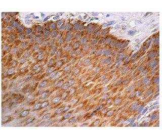 IP6K2 Antibody (G-9) - Immunohistochemistry - Image 160187 