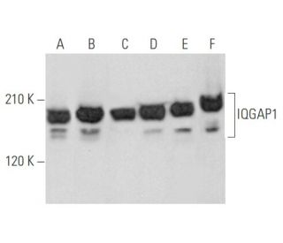 IQGAP1 Antibody (D-3) - Western Blotting - Image 355835 