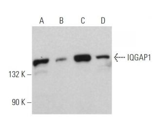 IQGAP1 Antibody (F-7) - Western Blotting - Image 361557 