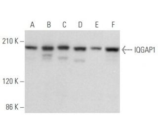 IQGAP1 Antibody (C-9) - Western Blotting - Image 355832