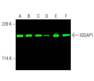 IQGAP1 Antibody (C-9) - Western Blotting - Image 377804