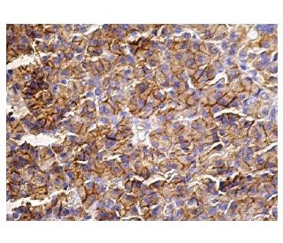 IQGAP2 Antibody (A-4) - Immunohistochemistry - Image 156533 