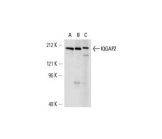 IQGAP2 Antibody (C-3) - Western Blotting - Image 13608 