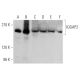 IQGAP2 Antibody (C-3) - Western Blotting - Image 360631 
