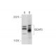 IQGAP3 Antibody (D-10) - Western Blotting - Image 295923