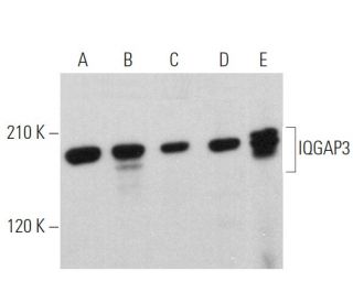 IQGAP3 Antibody (D-10) - Western Blotting - Image 360781 