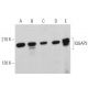 IQGAP3 Antibody (D-10) - Western Blotting - Image 360781 