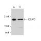 IQGAP3 Antibody (D-10) - Western Blotting - Image 384332 