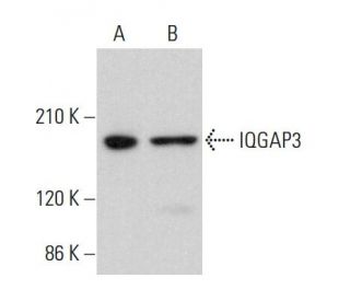 IQGAP3 Antibody (D-10) - Western Blotting - Image 384332
