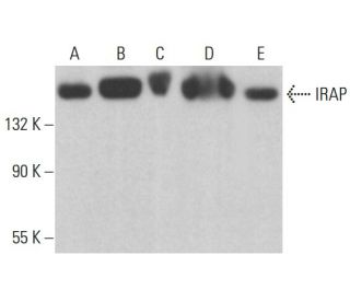 IRAP Antibody (E-12) - Western Blotting - Image 375396 