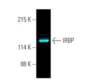 IRBP Antibody (A-12) - Western Blotting - Image 396472