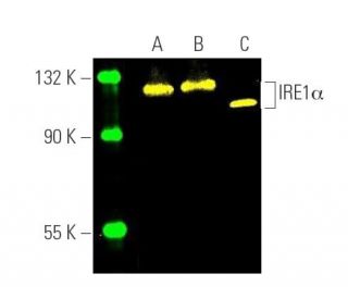 IRE1α Antibody (B-12) - Western Blotting - Image 391356