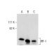 IRF-1 Antibody (20) - Western Blotting - Image 283903 
