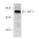 IRF-1 Antibody (B-1) - Western Blotting - Image 56169 