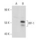 IRF-1 Antibody (B-1) - Western Blotting - Image 70774