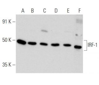 IRF-1 Antibody (F-2) - Western Blotting - Image 353706 