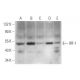 IRF-1 Antibody (F-8) - Western Blotting - Image 333598 