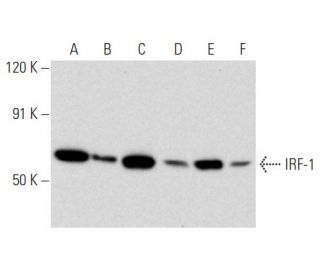 IRF-1 Antibody (F-8) - Western Blotting - Image 357363 