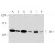 IRF-1 Antibody (F-8) - Western Blotting - Image 357363 