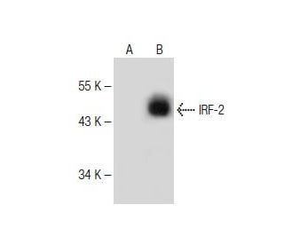 IRF-2 Antibody (G-10) - Western Blotting - Image 149987