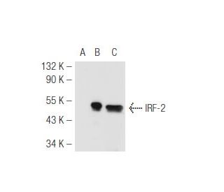 IRF-2 Antibody (TQ-5) - Western Blotting - Image 50208 